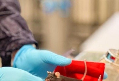 Técnica de edição mira mutação em gene -  (crédito: Universidade de Zurique/Divulgação ) -Técnica de edição mira mutação em gene -  (crédito: Universidade de Zurique/Divulgação )