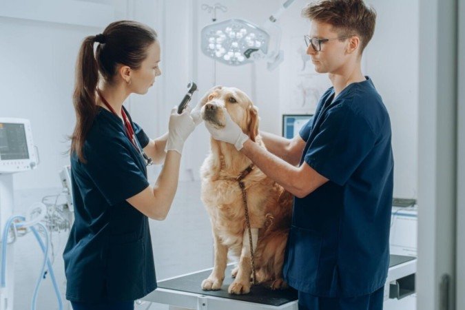A oftalmologia veterinária tem ganhado destaque entre os cuidados com a saúde dos pets (Imagem: Gorodenkoff | Shutterstock)
- (crédito: EdiCase) A oftalmologia veterinária tem ganhado destaque entre os cuidados com a saúde dos pets (Imagem: Gorodenkoff | Shutterstock)
- (crédito: EdiCase)