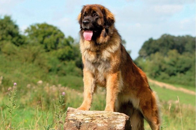 O leonberger é um cachorro confiante, obediente, equilibrado e especialmente amigável com crianças (Imagem: Ricantimages | Shutterstock)
- (crédito: EdiCase) O leonberger é um cachorro confiante, obediente, equilibrado e especialmente amigável com crianças (Imagem: Ricantimages | Shutterstock)
- (crédito: EdiCase)