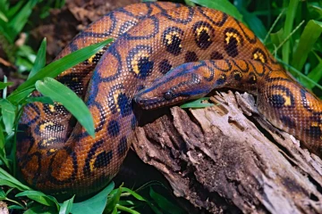 Diferentemente de outras jiboias, que podem atingir cerca de três metros antes da maturidade sexual, a jiboia arco-íris torna-se adulta com aproximadamente um metro de comprimento -  (crédito: Reprodução / Animalia)