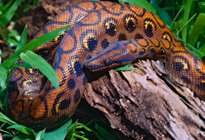 Diferentemente de outras jiboias, que podem atingir cerca de três metros antes da maturidade sexual, a jiboia arco-íris torna-se adulta com aproximadamente um metro de comprimento -  (crédito: Reprodução / Animalia) -Diferentemente de outras jiboias, que podem atingir cerca de três metros antes da maturidade sexual, a jiboia arco-íris torna-se adulta com aproximadamente um metro de comprimento -  (crédito: Reprodução / Animalia)