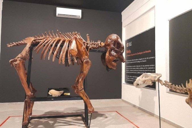 Zoológico de Brasília reinaugurou o Museu de Ciências Naturais - (crédito: Letícia Mouhamad/C.B/D.A Press) Zoológico de Brasília reinaugurou o Museu de Ciências Naturais - (crédito: Letícia Mouhamad/C.B/D.A Press)