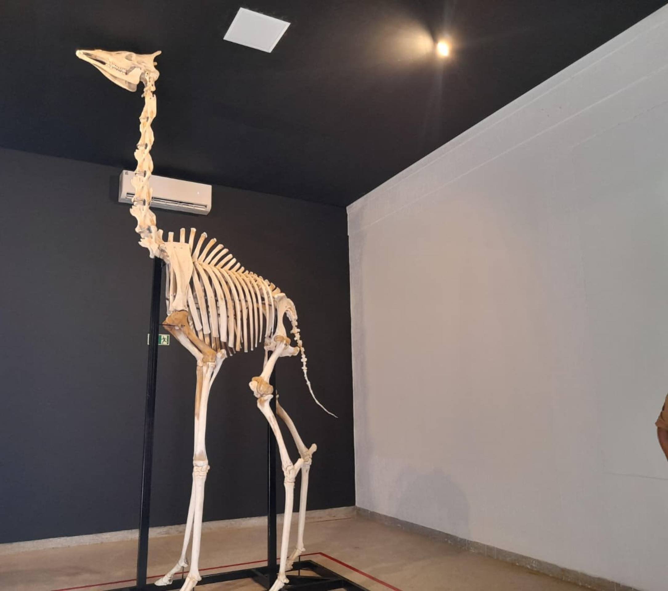 Zool&oacute;gico de Bras&iacute;lia reinaugurou o Museu de Ci&ecirc;ncias Naturais