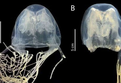 Pesquisadores identificaram uPesquisadores identificaram uma nova espécie de água-viva-caixa extremamente venenosa em praias populares de Singapurama nova espécie de água-viva-caixa extremamente venenosa em praias populares de Singapura -  (crédito: Universidade de Tohoku) -Pesquisadores identificaram uPesquisadores identificaram uma nova espécie de água-viva-caixa extremamente venenosa em praias populares de Singapurama nova espécie de água-viva-caixa extremamente venenosa em praias populares de Singapura -  (crédito: Universidade de Tohoku)