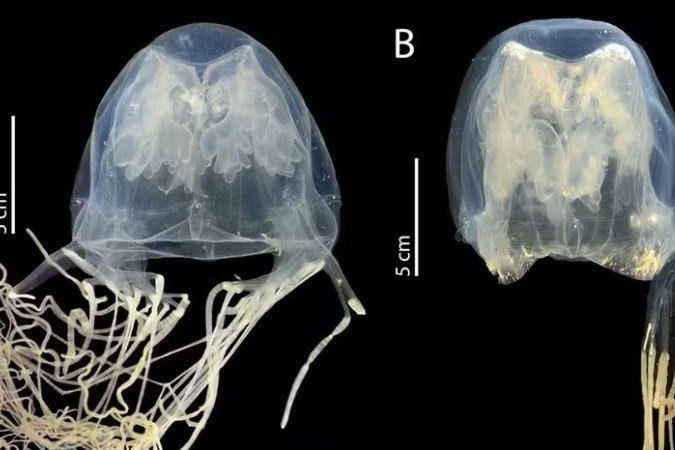 Pesquisadores identificaram uPesquisadores identificaram uma nova espécie de água-viva-caixa extremamente venenosa em praias populares de Singapurama nova espécie de água-viva-caixa extremamente venenosa em praias populares de Singapura - (crédito: Universidade de Tohoku) Pesquisadores identificaram uPesquisadores identificaram uma nova espécie de água-viva-caixa extremamente venenosa em praias populares de Singapurama nova espécie de água-viva-caixa extremamente venenosa em praias populares de Singapura - (crédito: Universidade de Tohoku)