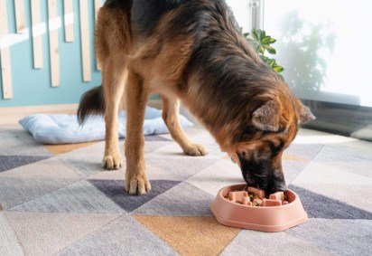O comportamento na hora da refeição pode indicar desde ansiedade até falta de estímulos na rotina do pet (Imagem: ilona.shorokhova | Shutterstock) -  (crédito: EdiCase) -O comportamento na hora da refeição pode indicar desde ansiedade até falta de estímulos na rotina do pet (Imagem: ilona.shorokhova | Shutterstock) -  (crédito: EdiCase)