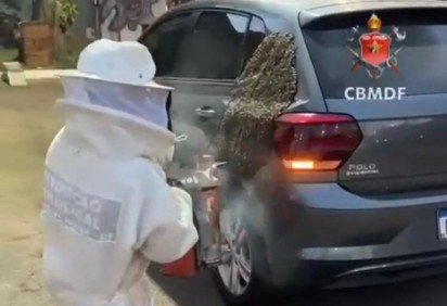 Enxame migratório de abelhas surpreende motorista no Recanto das Emas. -  (crédito: CBMDF/Divulgação) -Enxame migratório de abelhas surpreende motorista no Recanto das Emas. -  (crédito: CBMDF/Divulgação)