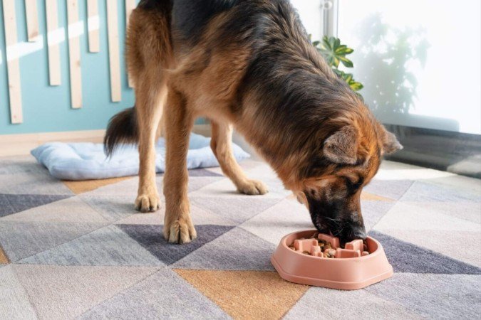 O comportamento na hora da refeição pode indicar desde ansiedade até falta de estímulos na rotina do pet (Imagem: ilona.shorokhova | Shutterstock) - (crédito: EdiCase) O comportamento na hora da refeição pode indicar desde ansiedade até falta de estímulos na rotina do pet (Imagem: ilona.shorokhova | Shutterstock) - (crédito: EdiCase)