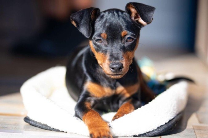 O pinscher e o chihuahua são cachorros de raças diferentes (Imagem: Mike Workman | Shutterstock)
- (crédito: EdiCase) O pinscher e o chihuahua são cachorros de raças diferentes (Imagem: Mike Workman | Shutterstock)
- (crédito: EdiCase)