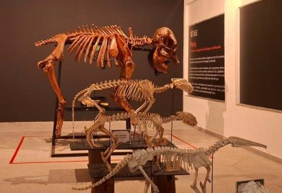 A elefanta asi&aacute;tica Nely foi a primeira gigante do Zoo. Ali viveu por 37 anos -  (crédito: Beatriz Ocke/CB/DA Press) -A elefanta asi&aacute;tica Nely foi a primeira gigante do Zoo. Ali viveu por 37 anos -  (crédito: Beatriz Ocke/CB/DA Press)