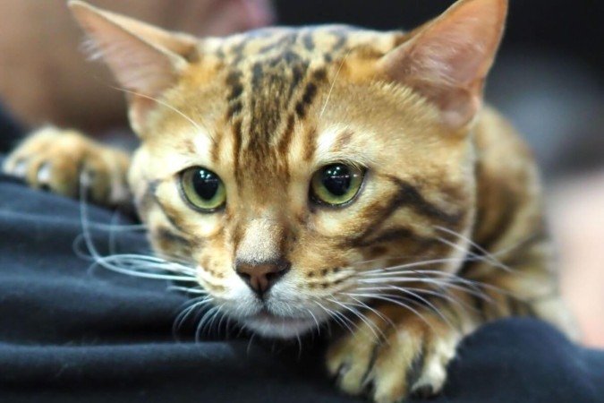 Personagens marcantes, carismáticos e cheios de personalidade de O Rei Leão inspiram nomes para felinos (Imagem: Snap Crackle Pop | Shutterstock)
- (crédito: EdiCase) Personagens marcantes, carismáticos e cheios de personalidade de O Rei Leão inspiram nomes para felinos (Imagem: Snap Crackle Pop | Shutterstock)
- (crédito: EdiCase)