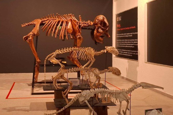 A elefanta asiática Nely foi a primeira gigante do Zoo. Ali viveu por 37 anos - (crédito: Beatriz Ocke/CB/DA Press) A elefanta asiática Nely foi a primeira gigante do Zoo. Ali viveu por 37 anos - (crédito: Beatriz Ocke/CB/DA Press)