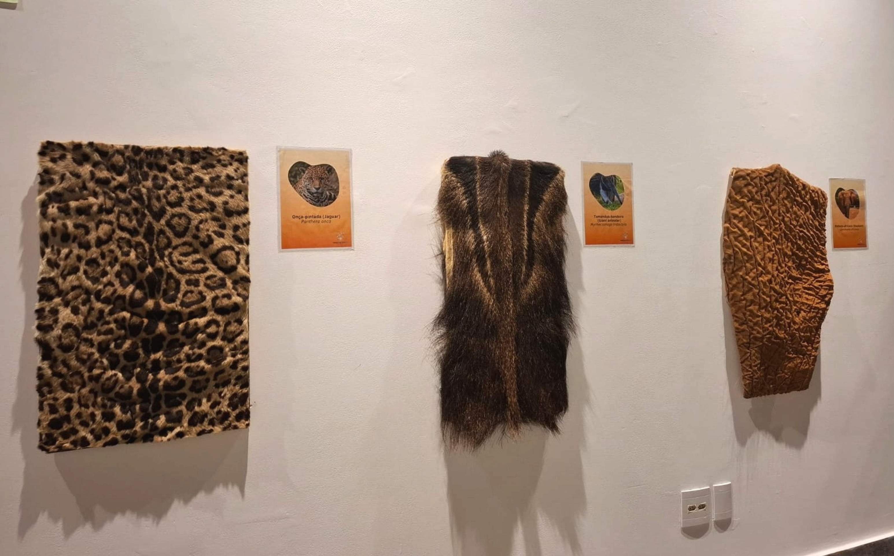 Parte interativa do museu, com as peles de on&ccedil;a-pintada, tamandu&aacute;-bandeira e elefante-africano