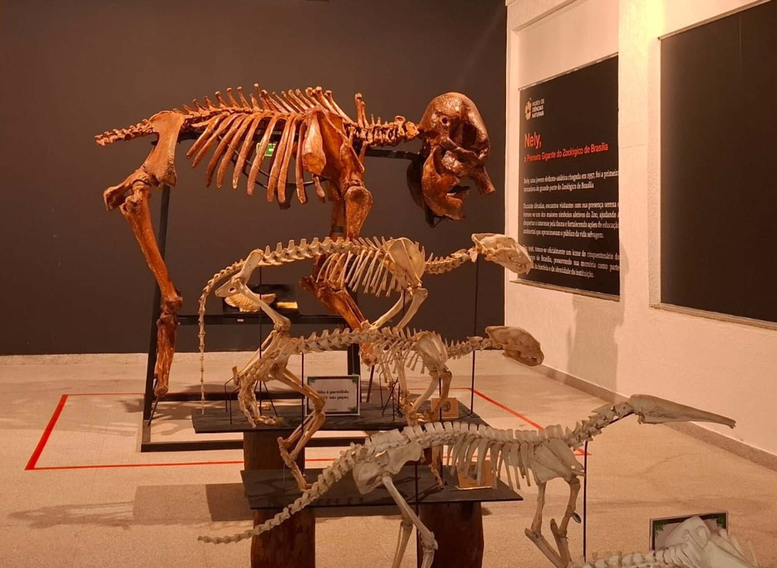 A elefanta asi&aacute;tica Nely foi a primeira gigante do Zoo. Ali viveu por 37 anos
