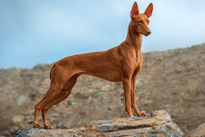 Características físicas e temperamento do pharaoh hound conquistam tutores (Imagem: Hanna Dymytrova-kaihila | Shutterstock)
- (crédito: EdiCase) Características físicas e temperamento do pharaoh hound conquistam tutores (Imagem: Hanna Dymytrova-kaihila | Shutterstock)
- (crédito: EdiCase)
