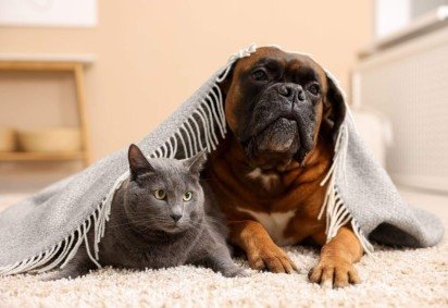 Os pets costumam sentir mais dores nas articulações em dias frios (Imagem: New Africa | Shutterstock)
 -  (crédito: EdiCase) -Os pets costumam sentir mais dores nas articulações em dias frios (Imagem: New Africa | Shutterstock)
 -  (crédito: EdiCase)