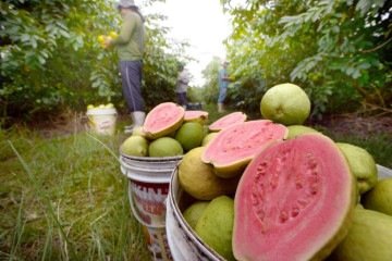 Colheita de goiaba em Brazlândia, no DF: fruta é barata e pode ser encontrada, inclusive, em muitas ruas de Brasília -  (crédito: Ed Alves/CB/DA.Press)