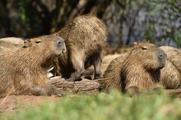 O comportamento e o número da população de animais foram mapeados, identificando possíveis rotas e áreas de maior incidência -  (crédito:  Carlos Vieira CB/DA Press. )