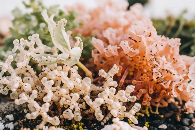 Os pesquisadores notaram que a retirada de lesões pré-cancerígenas não modificou alterações na microbiota associadas ao risco aumentado da doença - (crédito: Sustainability-directory.com/Divulgação ) Os pesquisadores notaram que a retirada de lesões pré-cancerígenas não modificou alterações na microbiota associadas ao risco aumentado da doença - (crédito: Sustainability-directory.com/Divulgação )