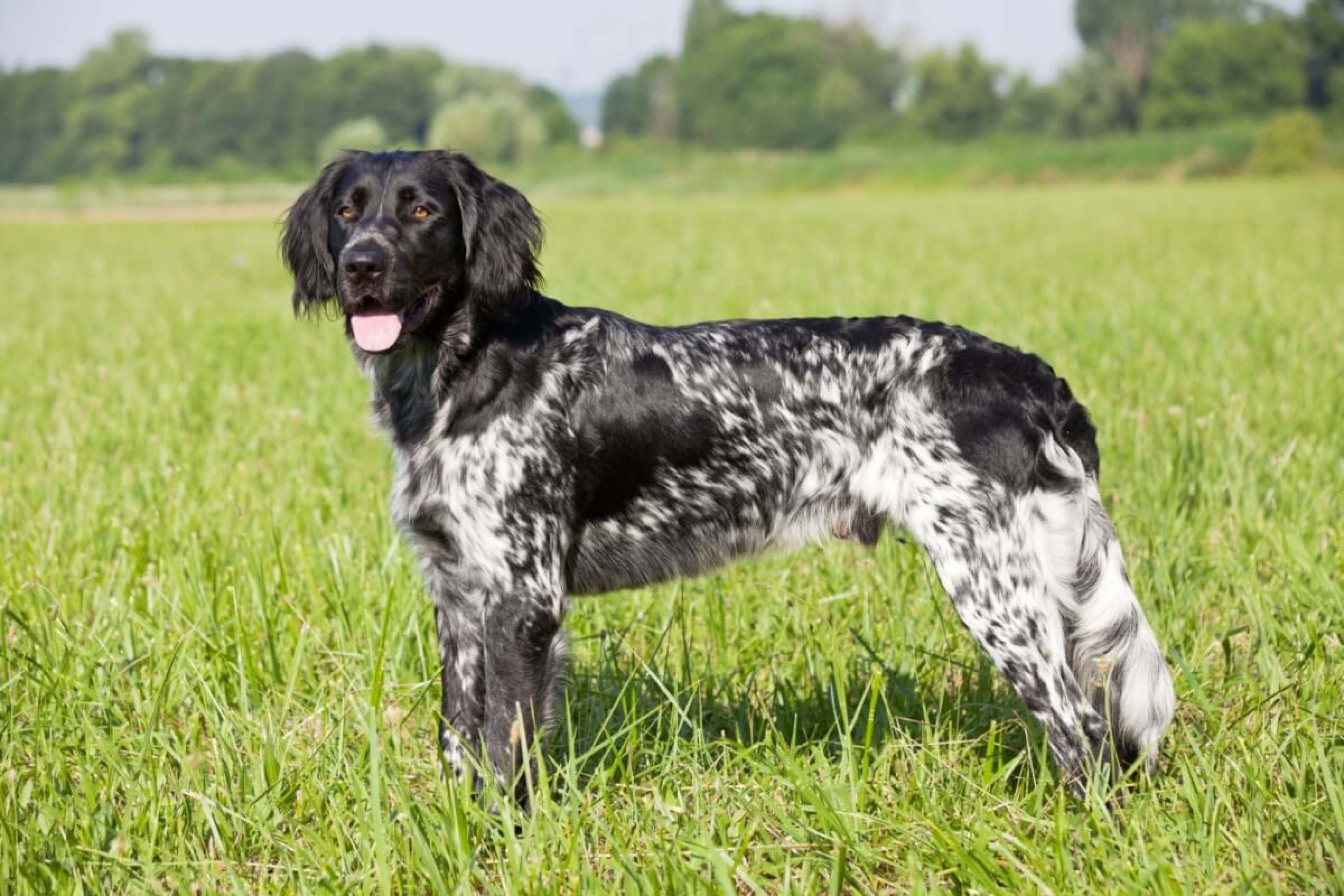 Grande munsterlander: conheça as características do cachorro dessa raça