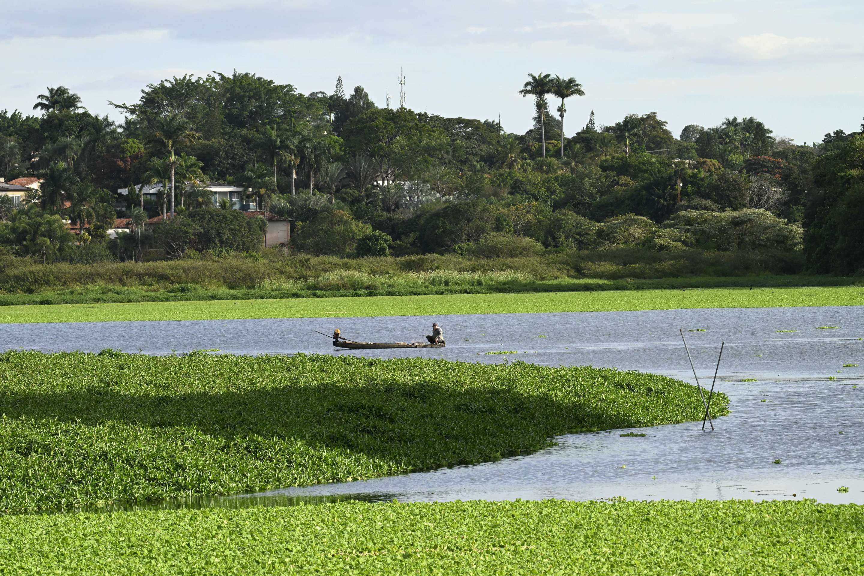 Uma ameaça para o lago: espécies invasoras avançam sobre o Paranoá