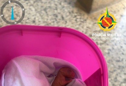 Os filhotes de saru&ecirc; foram encontrados ao lado do pr&eacute;dio residencial localizado na Asa Sul -  (crédito: Divulga&ccedil;&atilde;o/PMDF) -Os filhotes de saru&ecirc; foram encontrados ao lado do pr&eacute;dio residencial localizado na Asa Sul -  (crédito: Divulga&ccedil;&atilde;o/PMDF)