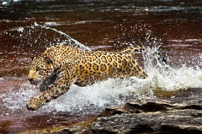 A onça-pintada foi fotografada em 2020, em Presidente Figueiredo (AM)