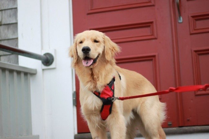 Os personagens de Os Vingadores inspiram nomes para cachorros cheios de personalidade (Imagem: JNSB | Shutterstock)
- (crédito: EdiCase) Os personagens de Os Vingadores inspiram nomes para cachorros cheios de personalidade (Imagem: JNSB | Shutterstock)
- (crédito: EdiCase)