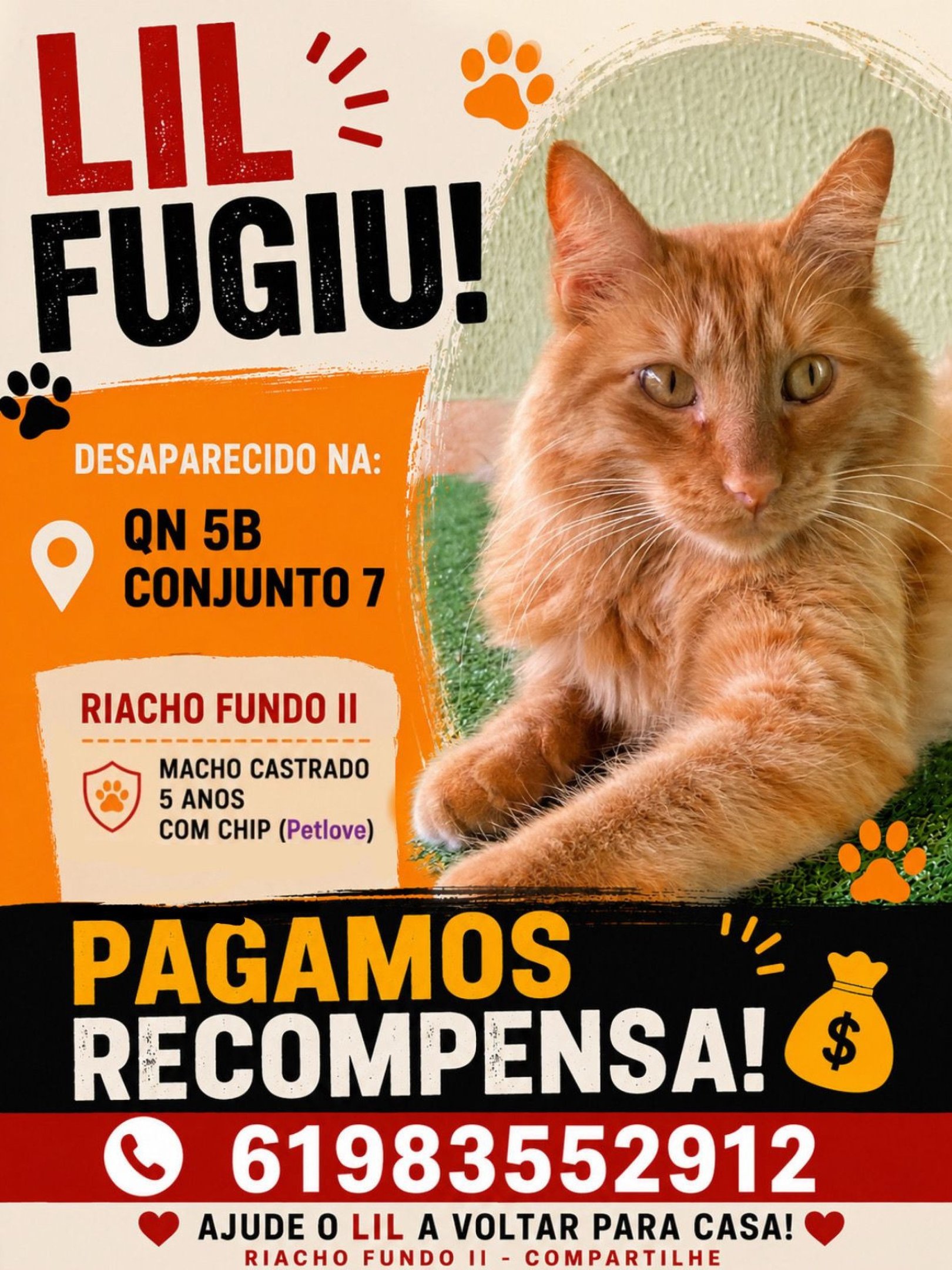 Lil &eacute; um gato macho de 5 anos, castrado e microchipado