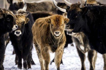 Oostvaardersplassen é um habitat importante para os gansos entre maio e junho -  (crédito: Getty Images)