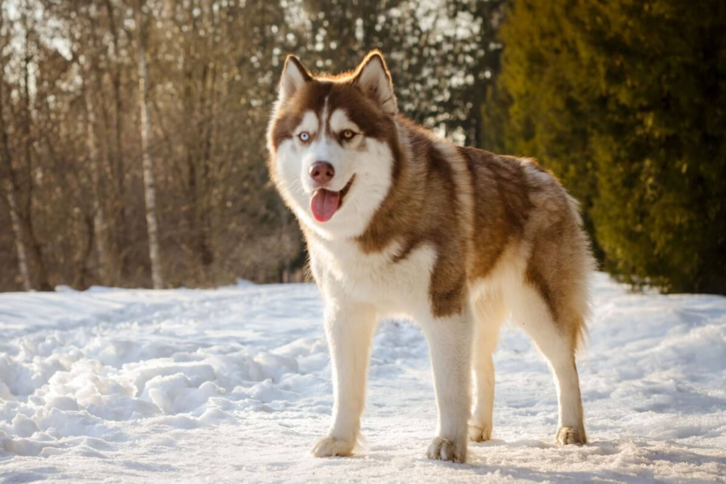 Cachorros da Rússia: 6 raças originárias do país