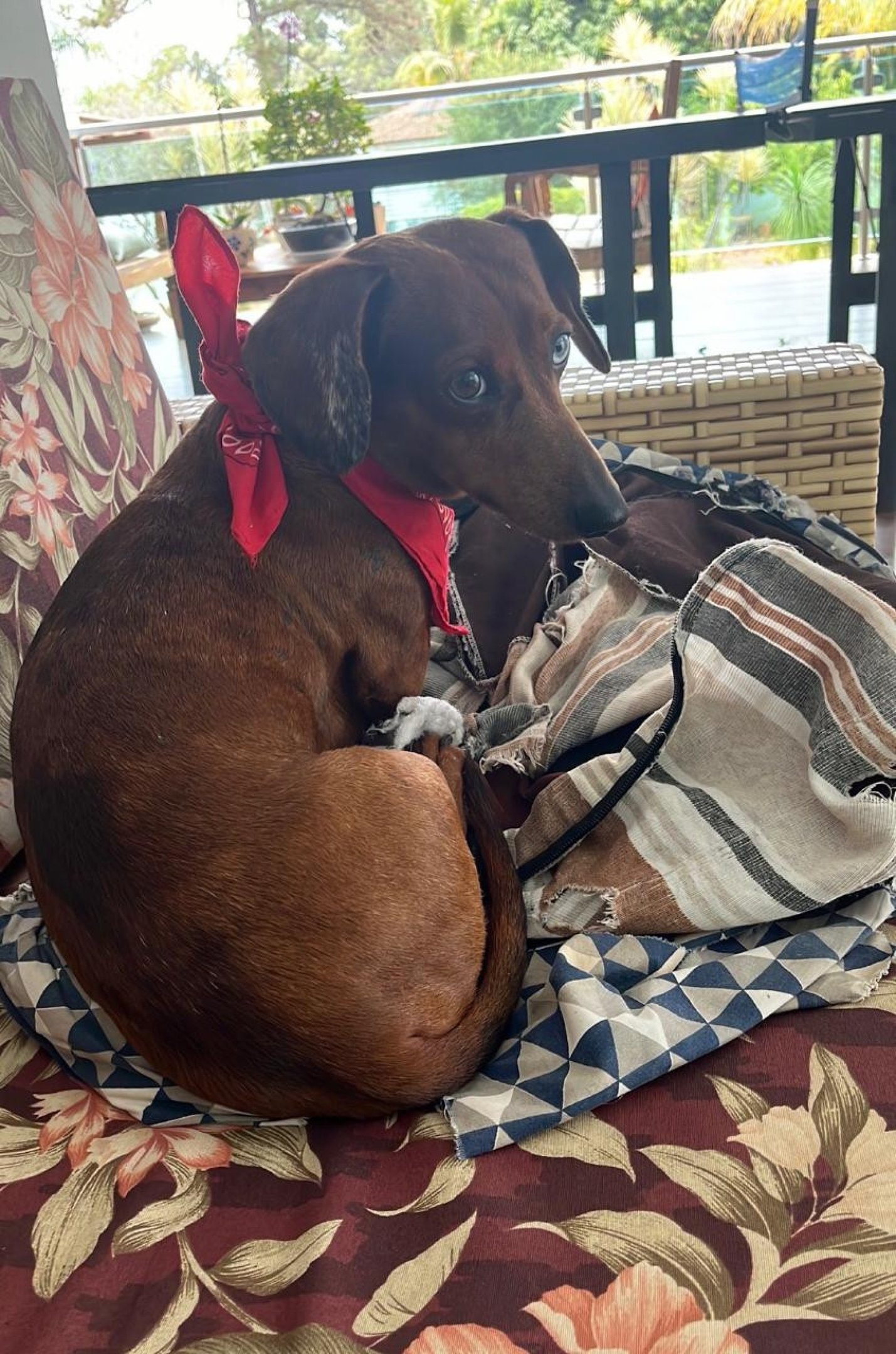 Ivan sempre sonhou em ter um cachorro, aos 11 anos ganhou o Dejota dos pais 
