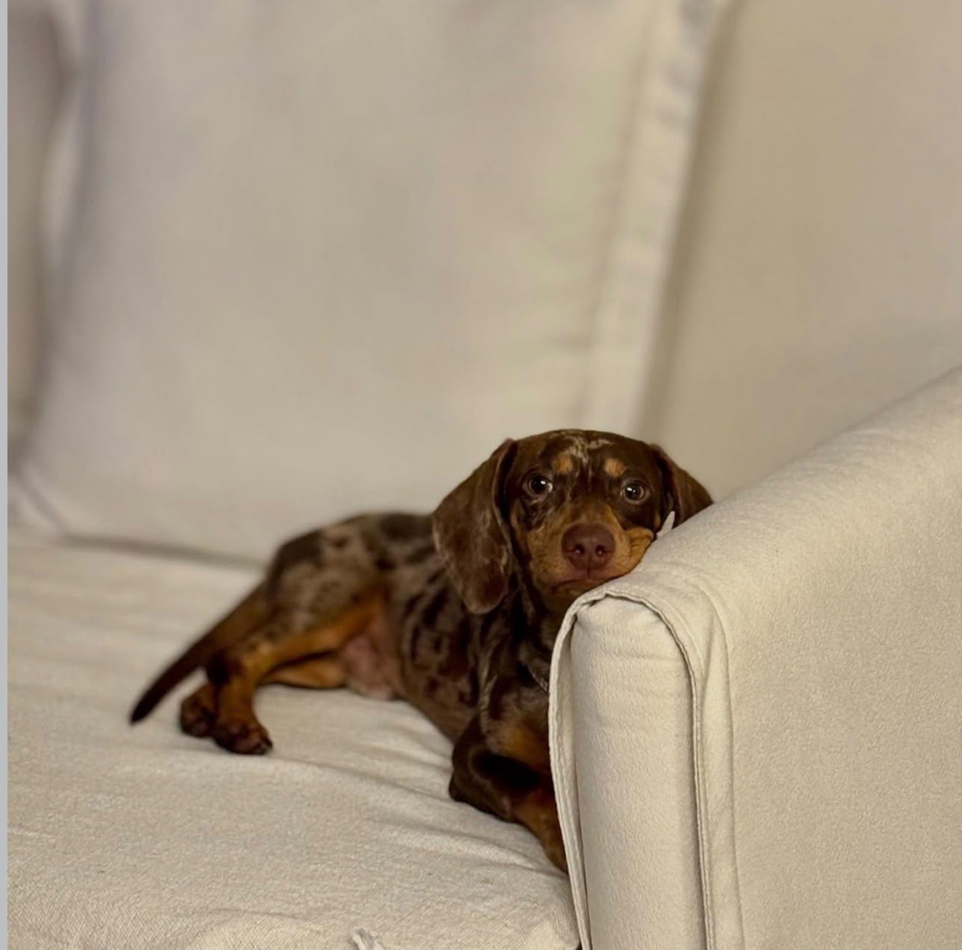 Com a rotina planejada, Frederico &eacute; tranquilo em casa 