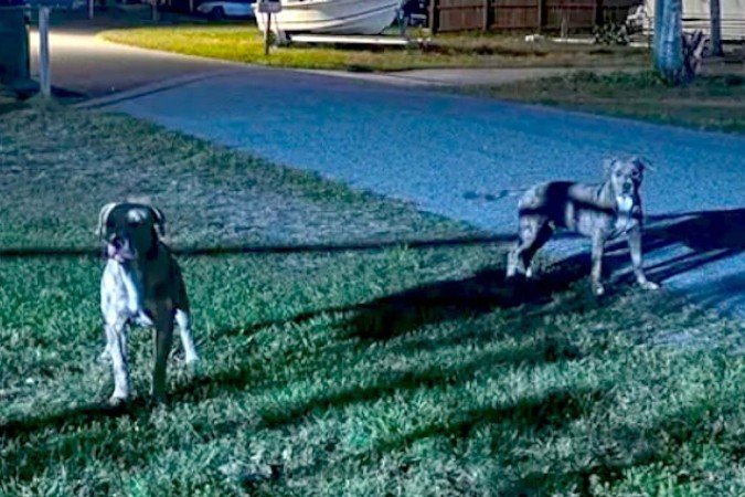 O caso ocorreu em Melbourne, onde a tutora dos animais já acumulava denúncias por deixá-los soltos. - (crédito: reprodução/SpaceCoastDaily) O caso ocorreu em Melbourne, onde a tutora dos animais já acumulava denúncias por deixá-los soltos. - (crédito: reprodução/SpaceCoastDaily)