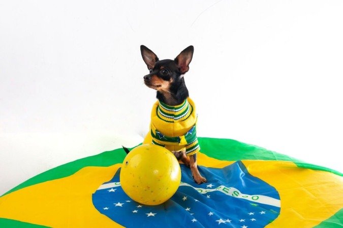 Casos de ansiedade e medo em cães tendem a aumentar durante períodos como a Copa do Mundo (Imagem: Ciceia Almeida | Shutterstock)
- (crédito: EdiCase) Casos de ansiedade e medo em cães tendem a aumentar durante períodos como a Copa do Mundo (Imagem: Ciceia Almeida | Shutterstock)
- (crédito: EdiCase)