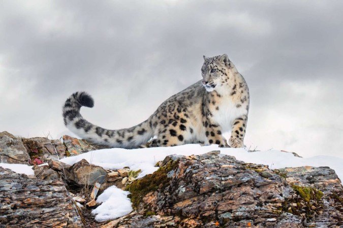 Discreto e silencioso, o leopardo-das-neves é raramente é visto na natureza (Imagem: Jim Cumming | Shutterstock)
- (crédito: EdiCase) Discreto e silencioso, o leopardo-das-neves é raramente é visto na natureza (Imagem: Jim Cumming | Shutterstock)
- (crédito: EdiCase)