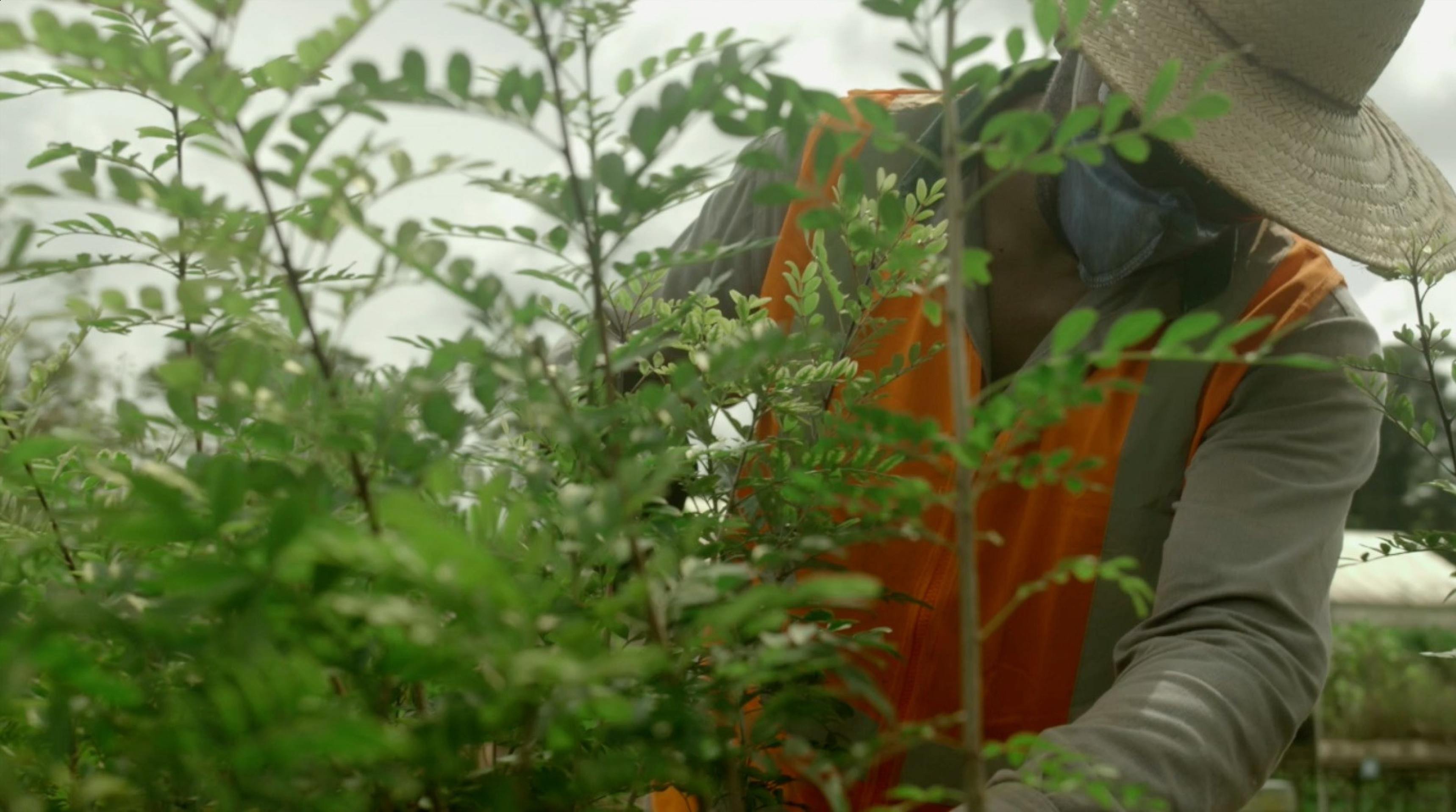 Planta medicinal ganha banco genético no Pará