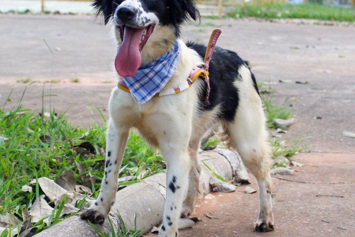 Promovendo solidariedade com a causa animal, o p&uacute;blico pode doar ra&ccedil;&atilde;o