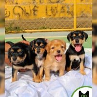 O público pode doar ração para ajudar o projeto -  (crédito: Divulgação/Bella Ximenes)