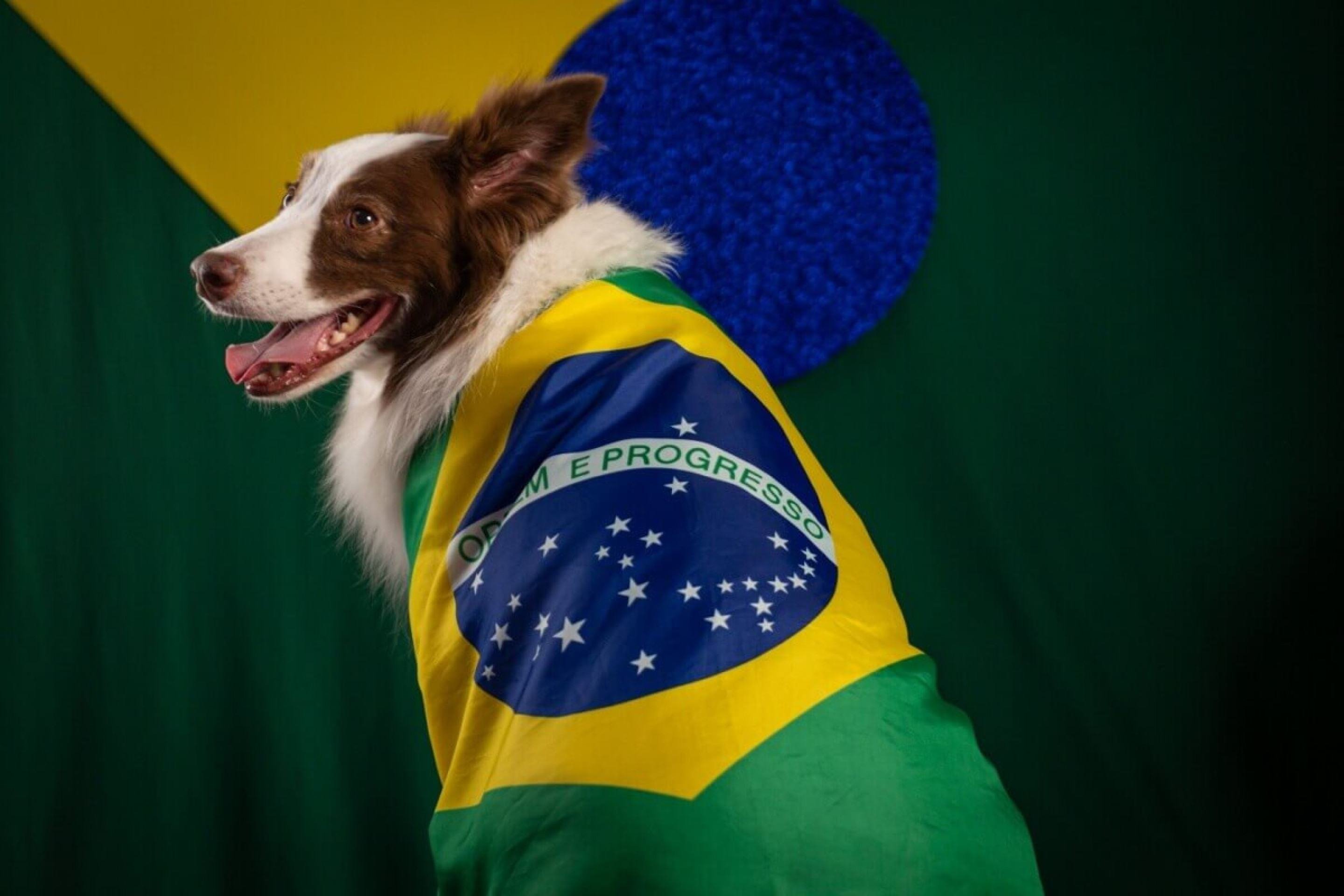 Seleção Brasileira: 13 nomes para cachorro inspirados nos maiores jogadores