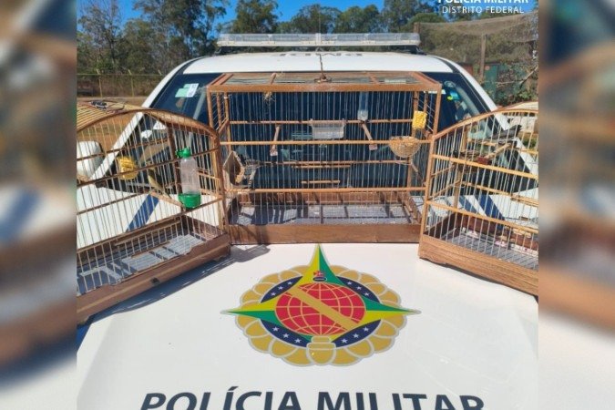 As aves foram apreendida e passarão por cuidados no Cetas - (crédito: Reprodução/PMDF) As aves foram apreendida e passarão por cuidados no Cetas - (crédito: Reprodução/PMDF)