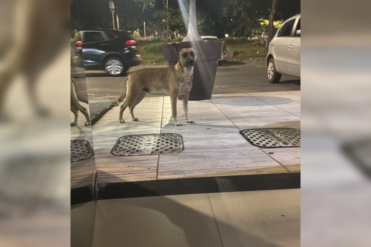 Os vizinhos n&atilde;o sabem se o cachorro foi abandonado