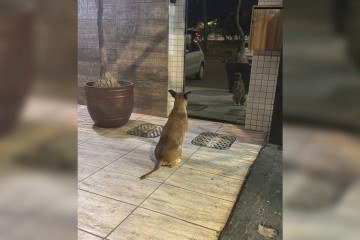 Todo dia, o cãozinho marca ponto em frente à portaria -  (crédito: Material cedido ao Correio)