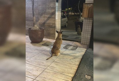 Todo dia, o cãozinho marca ponto em frente à portaria -  (crédito: Material cedido ao Correio) -Todo dia, o cãozinho marca ponto em frente à portaria -  (crédito: Material cedido ao Correio)
