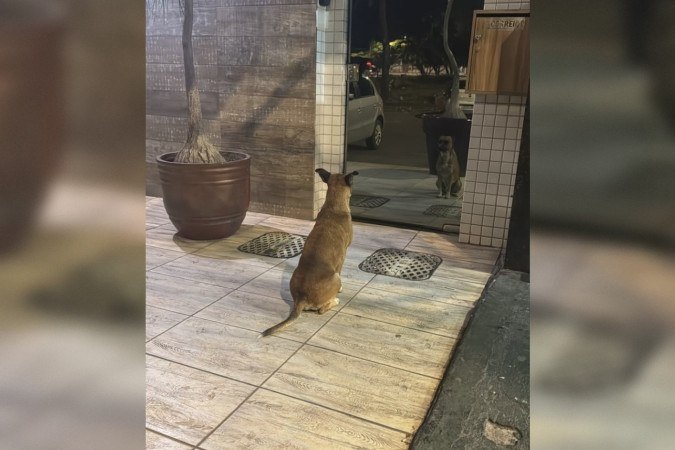 Todo dia, o cãozinho marca ponto em frente à portaria - (crédito: Material cedido ao Correio) Todo dia, o cãozinho marca ponto em frente à portaria - (crédito: Material cedido ao Correio)