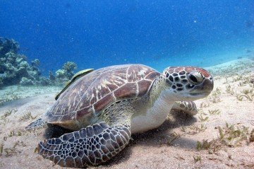 Evento marca o Dia Mundial dos Oceanos e re&uacute;ne parlamentares, cientistas, ambientalistas e representantes de comunidades pesqueiras -  (crédito: Reprodu&ccedil;&atilde;o/Magnific)