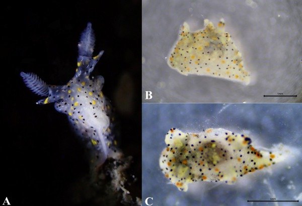Reprodução / Universidade Nacional de Oceanografia de Taiwan