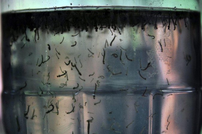 Dengue - (crédito: Arquivo/Agência Brasil) Dengue - (crédito: Arquivo/Agência Brasil)
