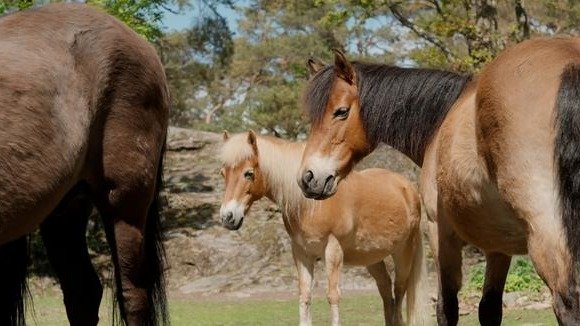 Cavalos da raça Gotland Russ no zoológico de Gotemburgo, onde estudo avaliou o estresse da interação humana - (crédito: Divulgação) Cavalos da raça Gotland Russ no zoológico de Gotemburgo, onde estudo avaliou o estresse da interação humana - (crédito: Divulgação)