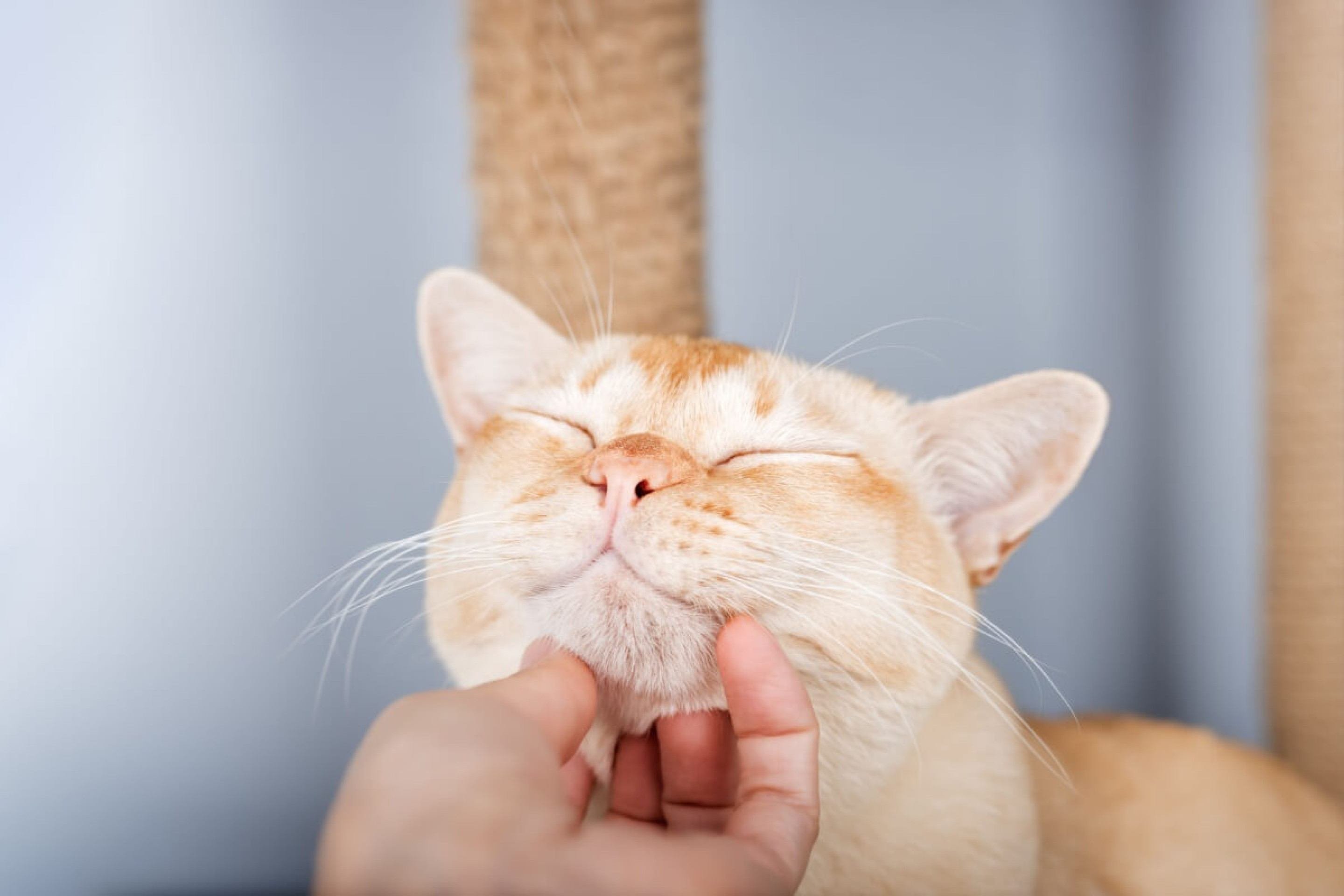 7 dicas para conquistar a confiança do seu gato 